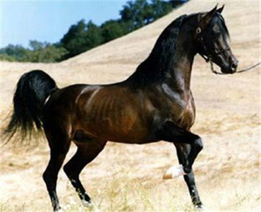 Abyssinian - Ethiopian Horses